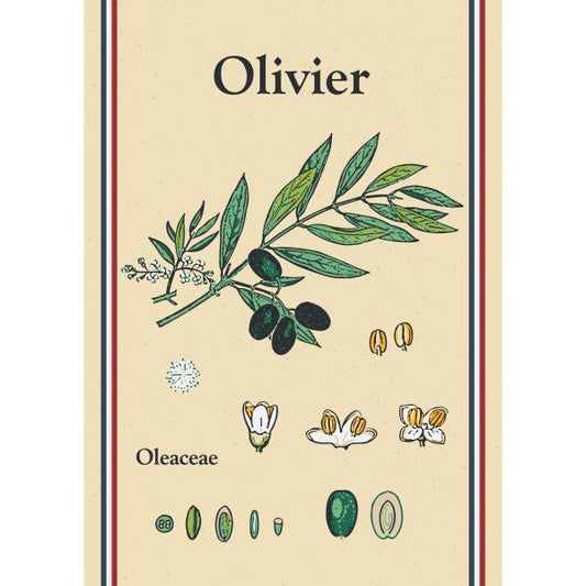 Torchons Olivier Maryse Cuisine