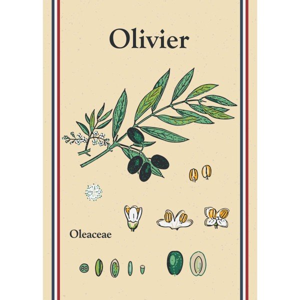 Torchons Olivier Maryse Cuisine